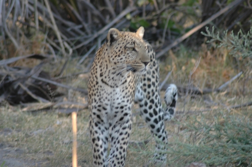 Leopard walking 